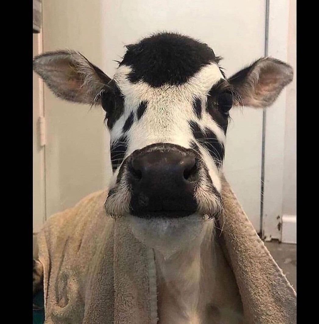 Real Cow